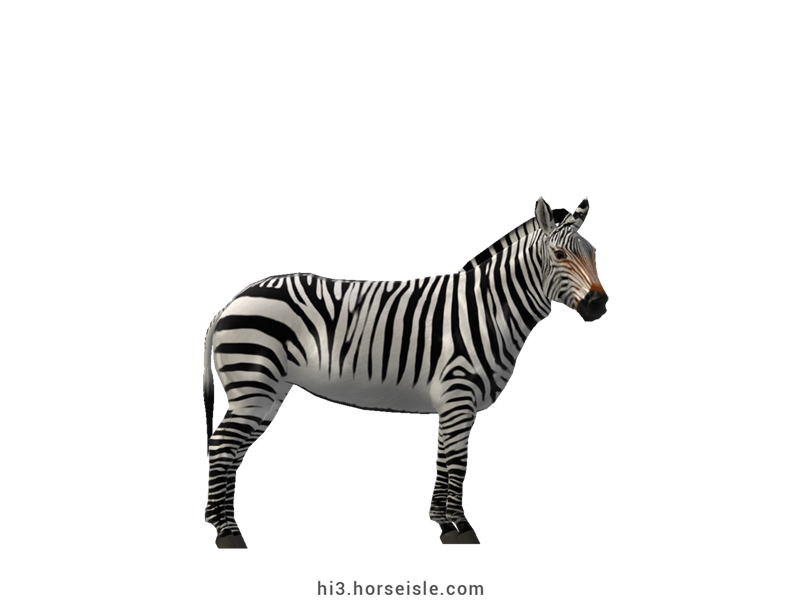 Mountain Zebra White Striped Coat (normal view)